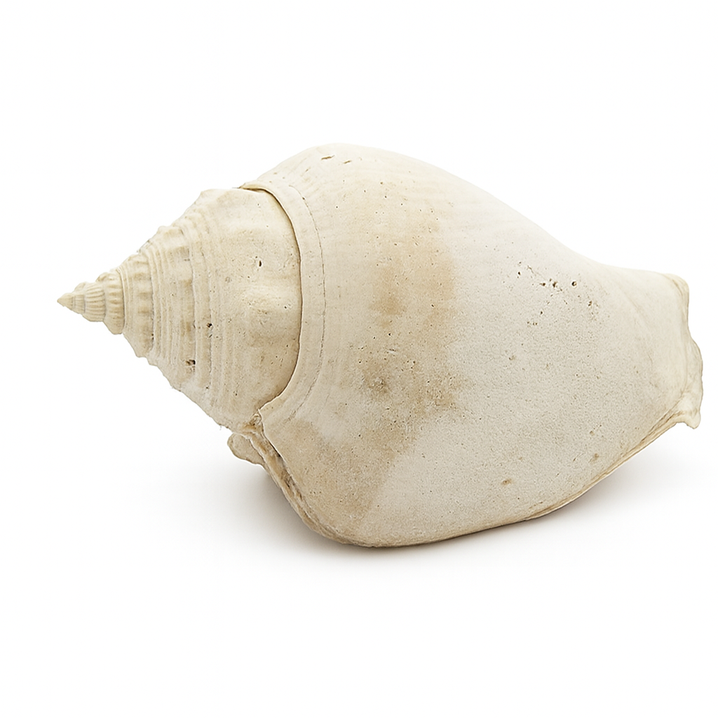 Shell.