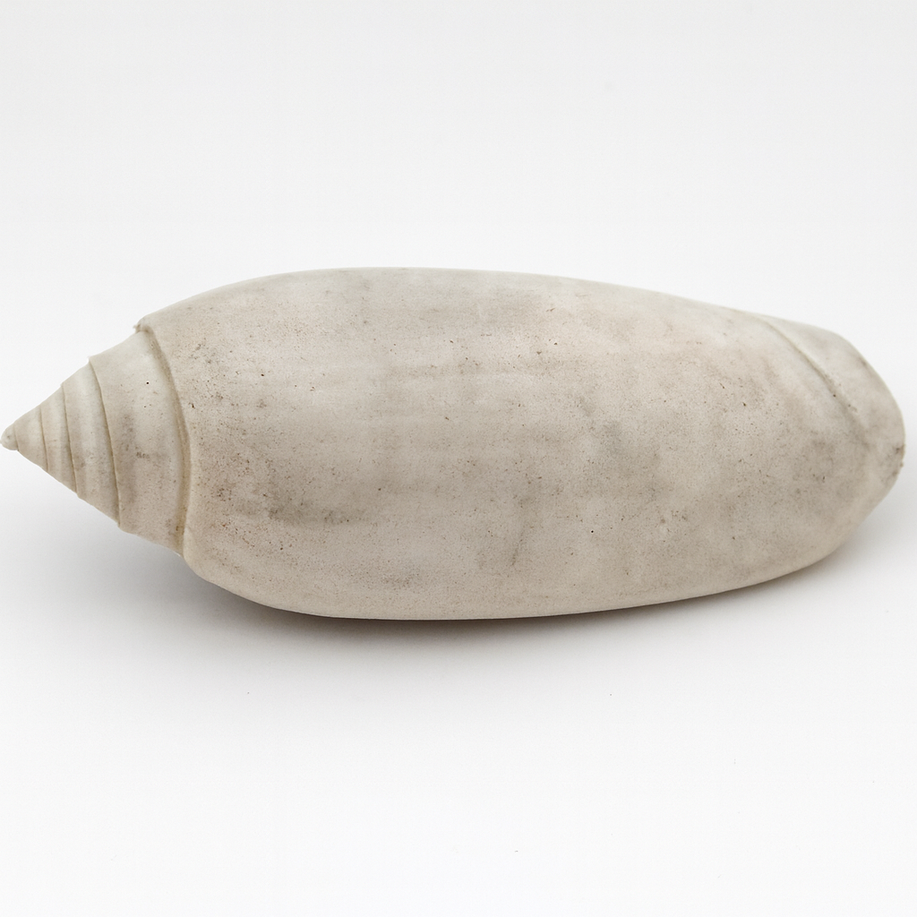 Shell.
