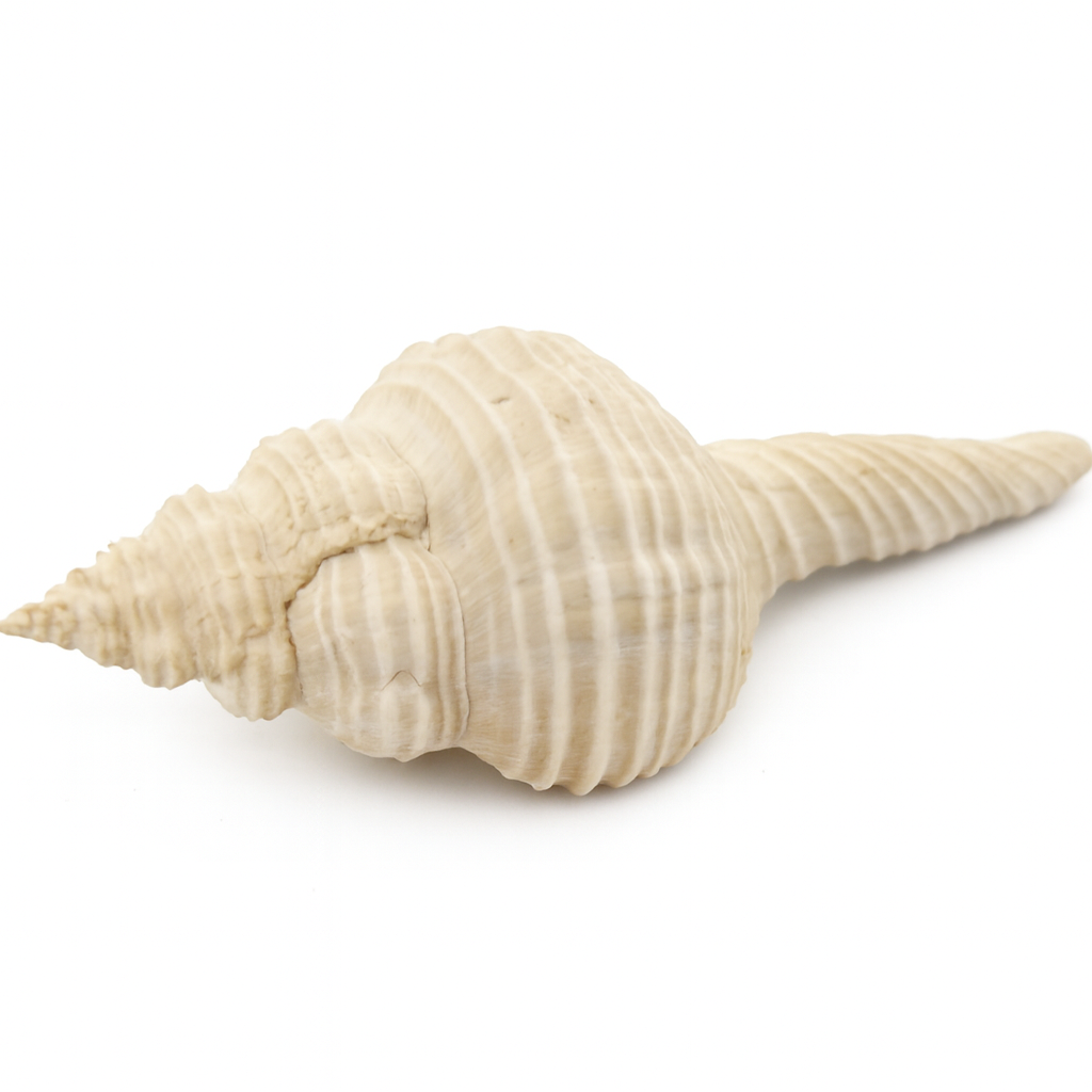 Shell.