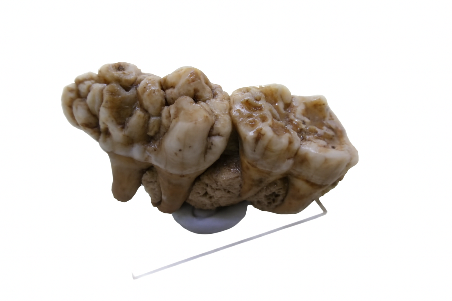 Wild Boar Jaw