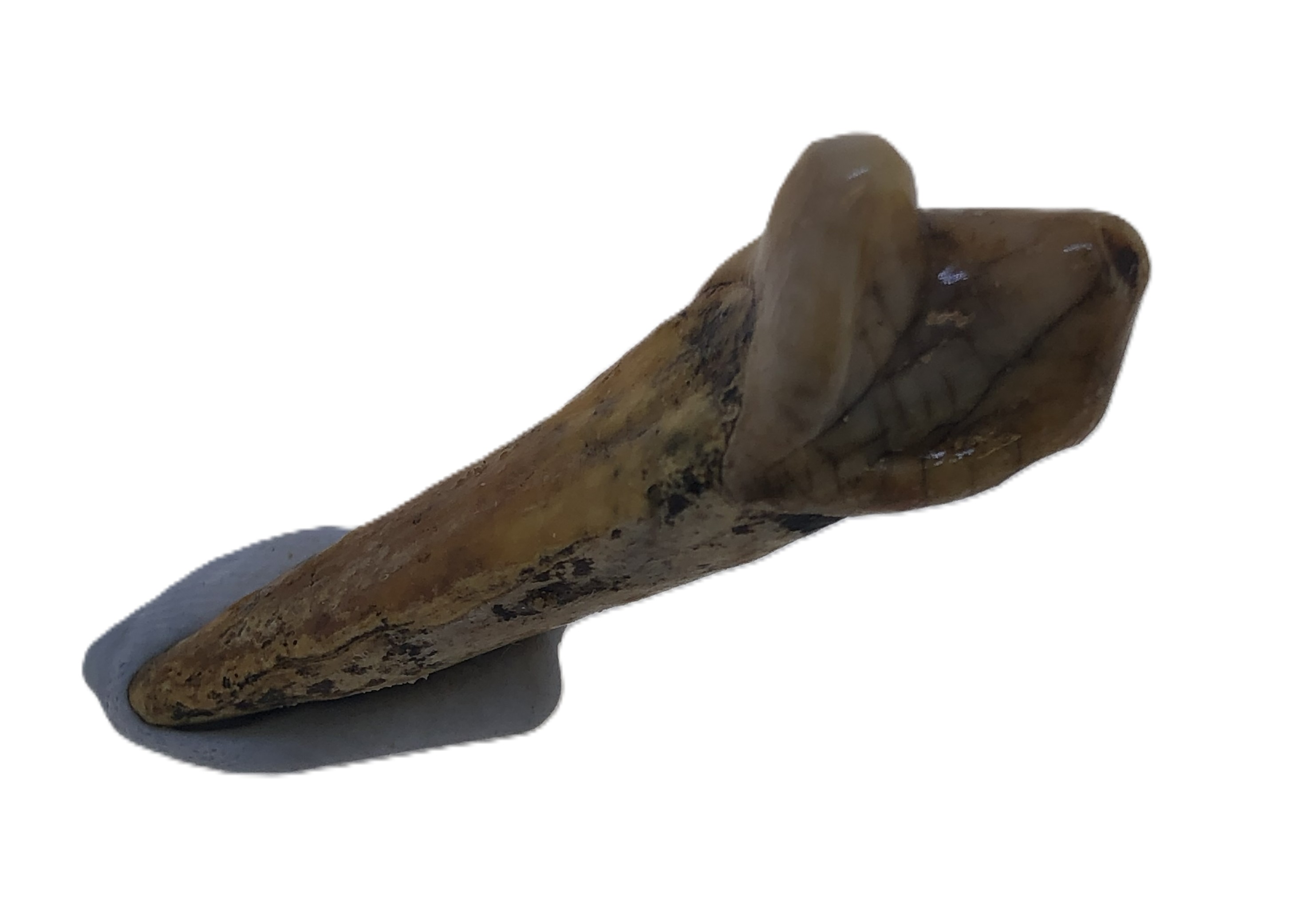 Cave Bear Tooth.