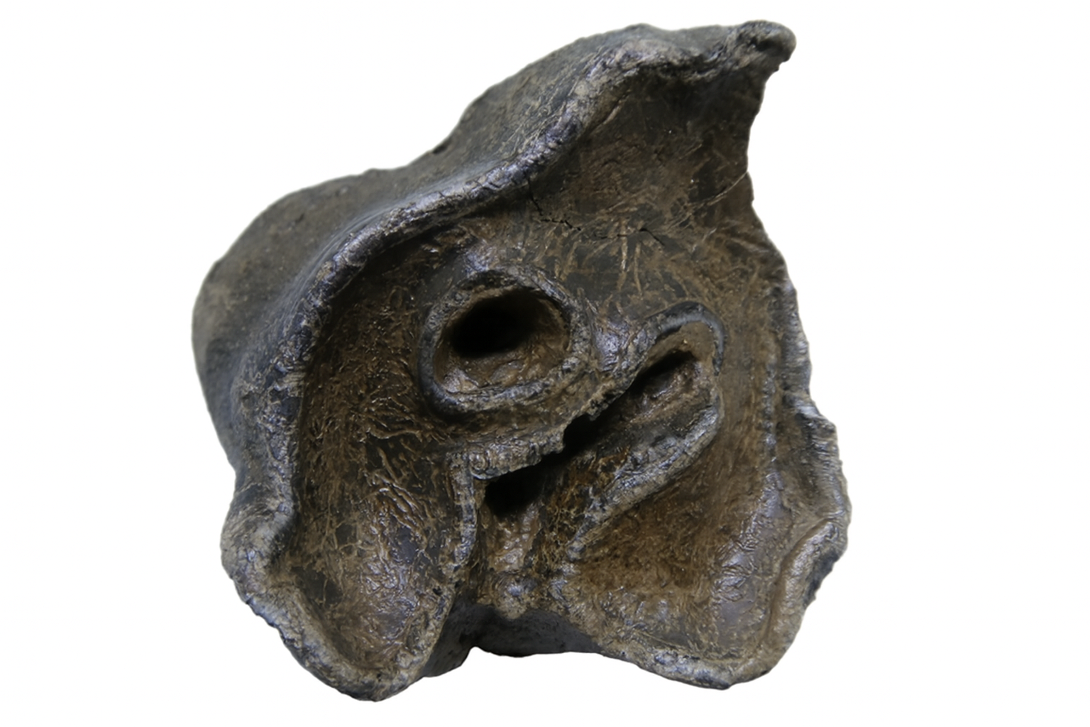 Woolly Rhino Tooth.