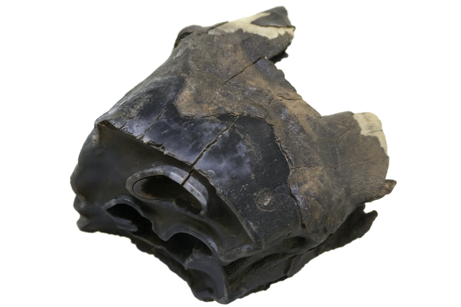 Woolly Rhino Tooth.