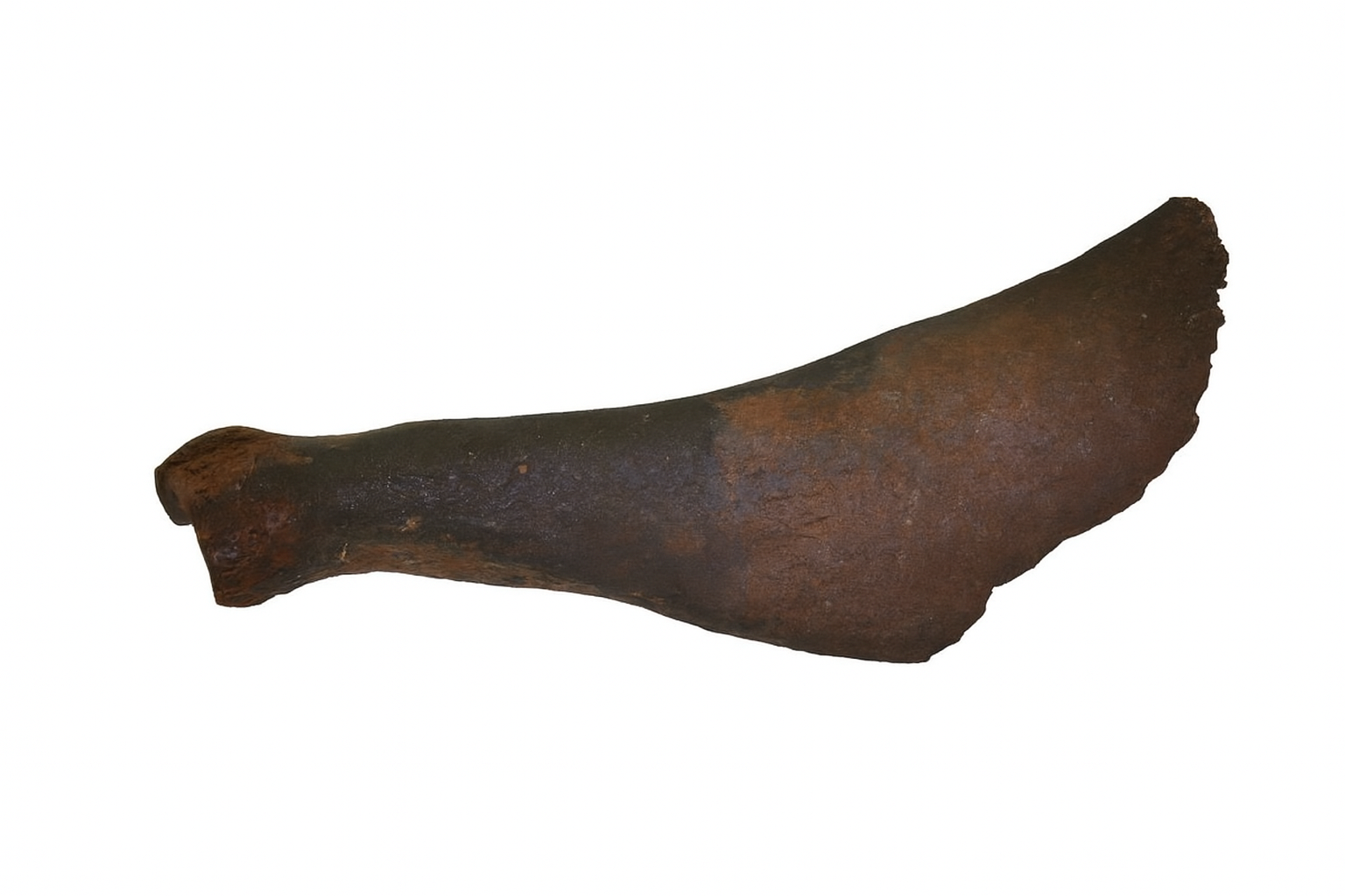 Seal Bone