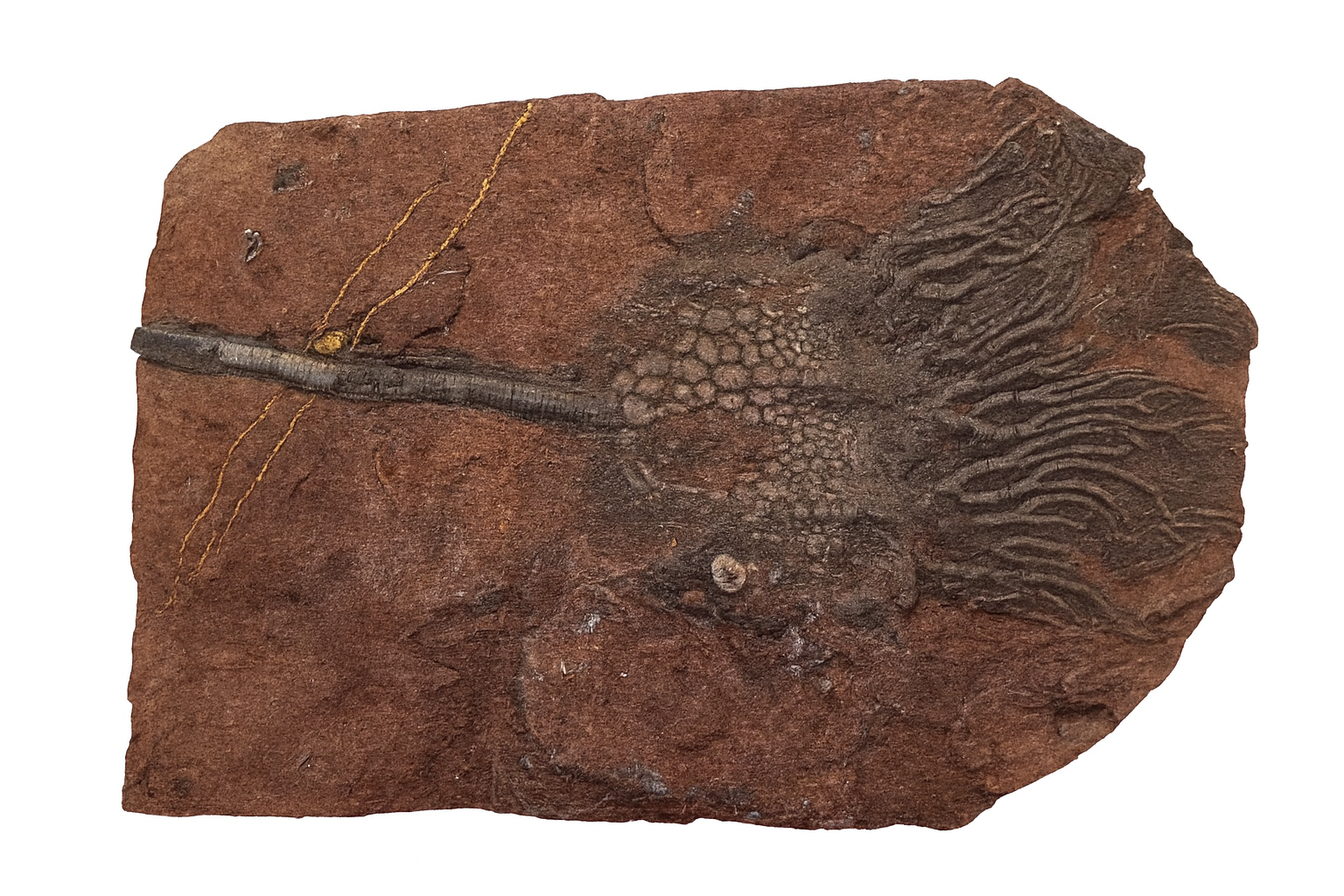Crinoids