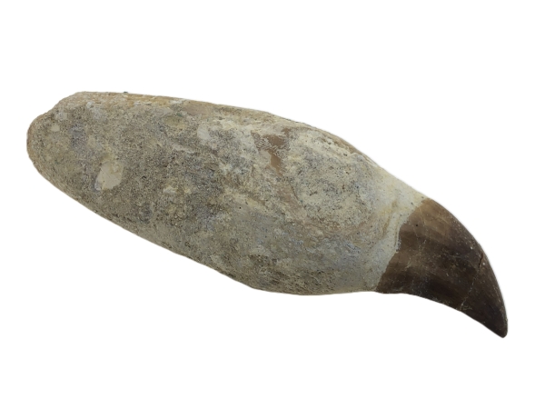 Mosasaur Tooth and root