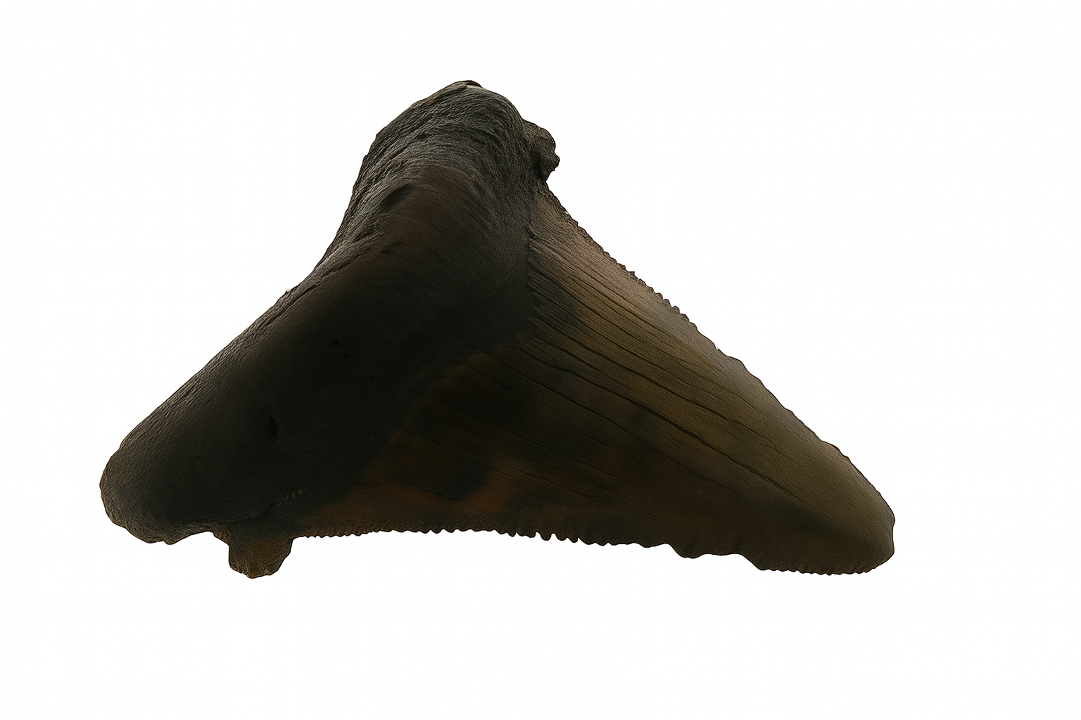 Carcharadon Angustidens.