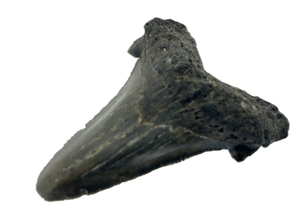 Carcharadon Angustidens.