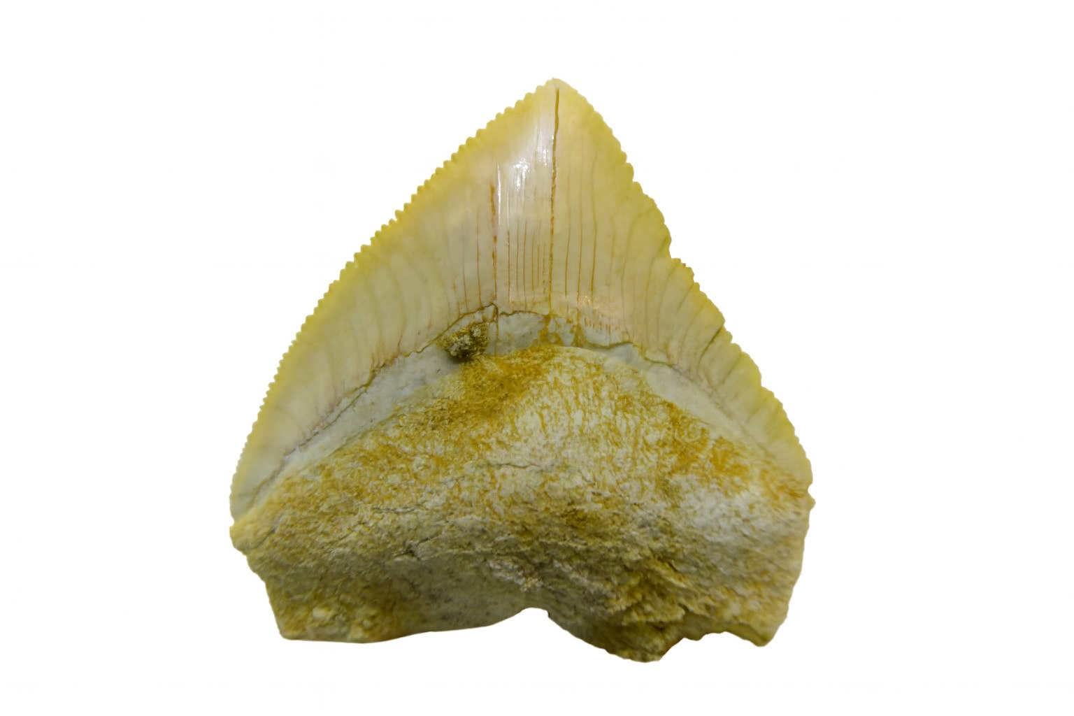 Corax Pristodontus Tooth.
