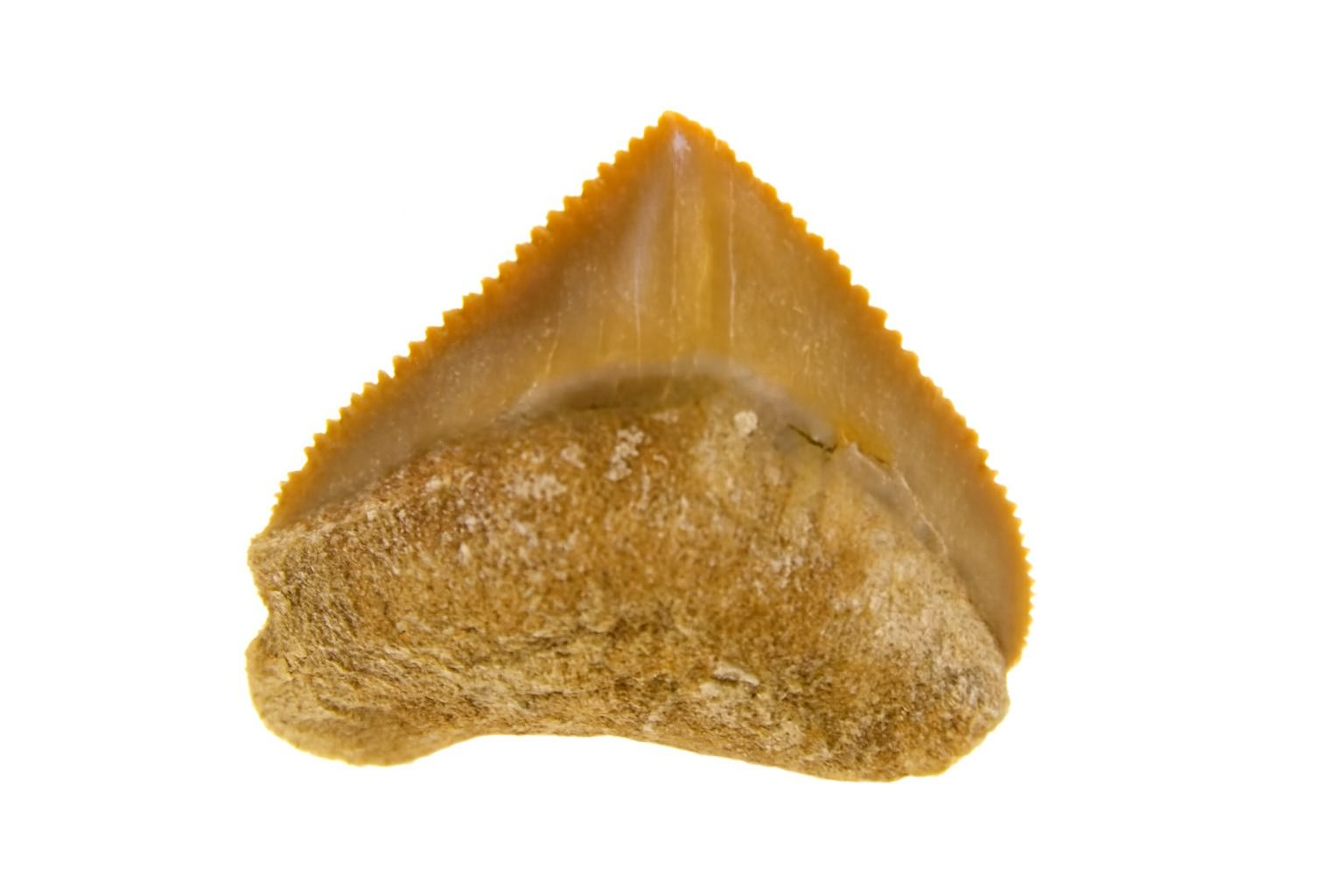 Corax Pristodontus