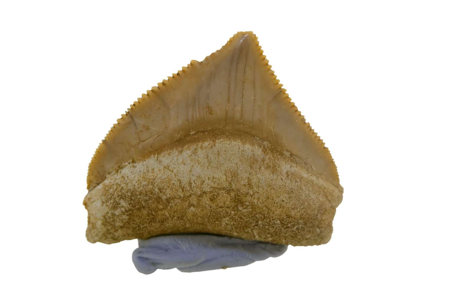 Corax Pristodontus Tooth.