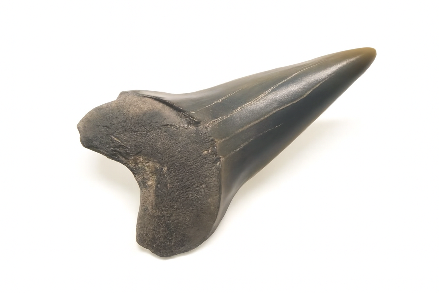 Isurus Hastalis Tooth.