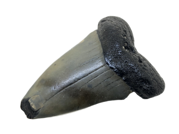 Carcharocles Megalodon Tooth.
