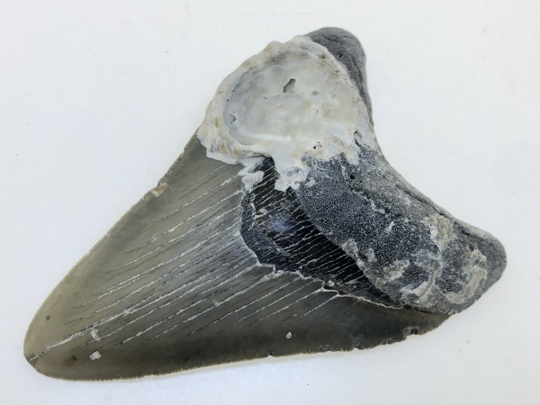 Carcharocles Megalodon Tooth.