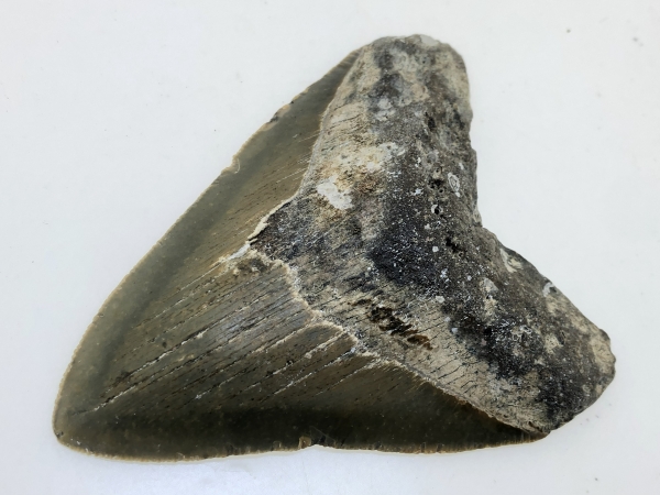 Otodus Megalodon Tooth.