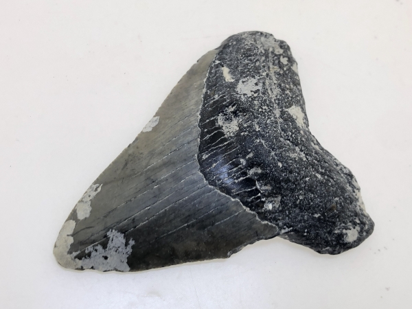Carcharocles Megalodon Tooth.