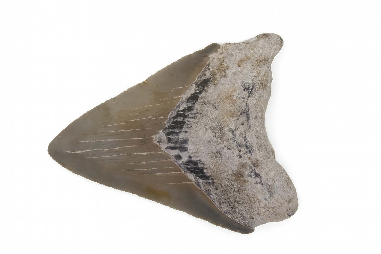 Carcharocles Megalodon Tooth.