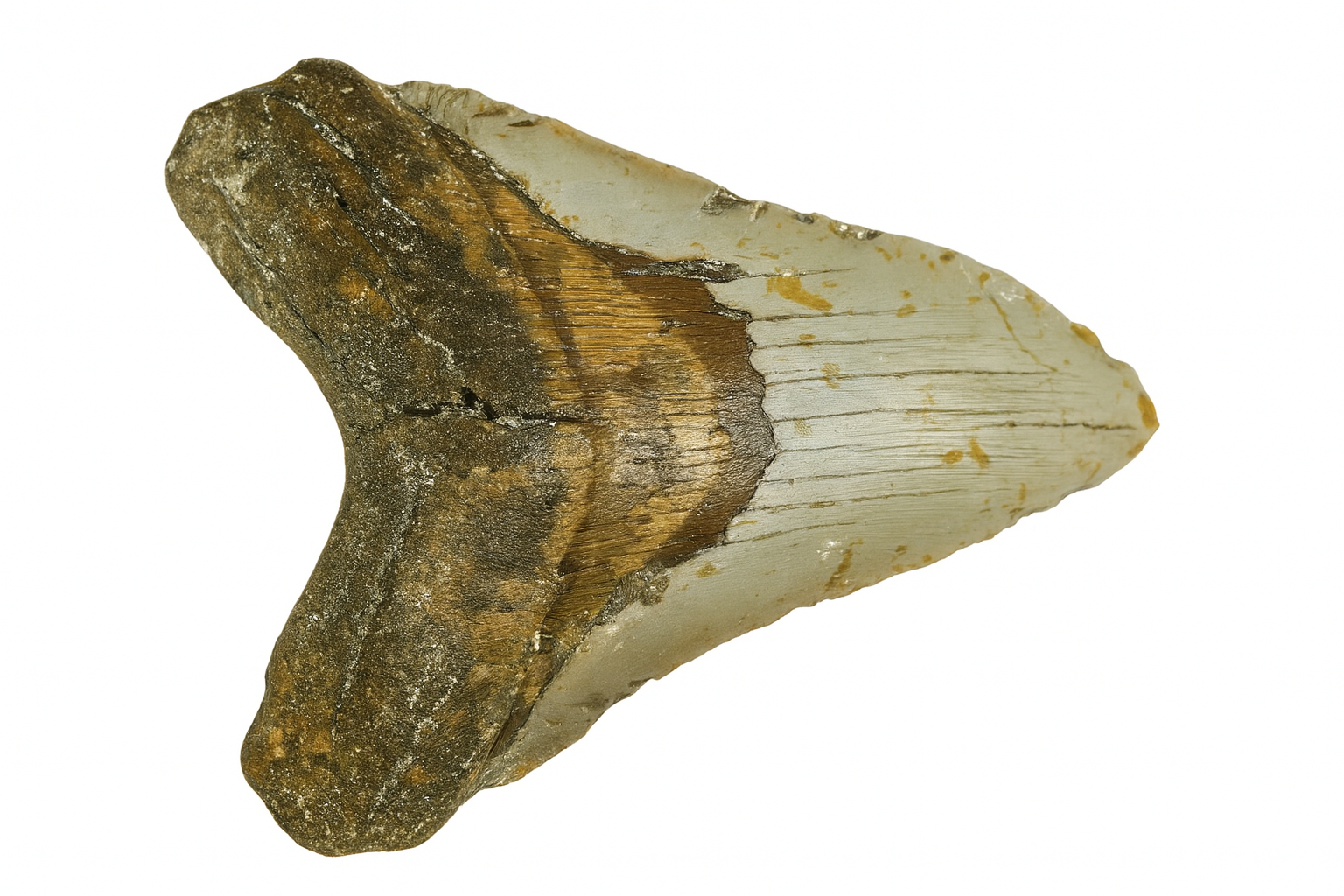 Otodus Megalodon Tooth.