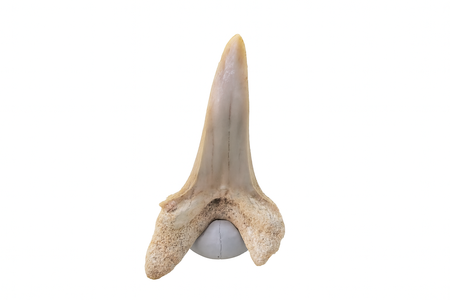 Striatolamia macrota. Tooth.