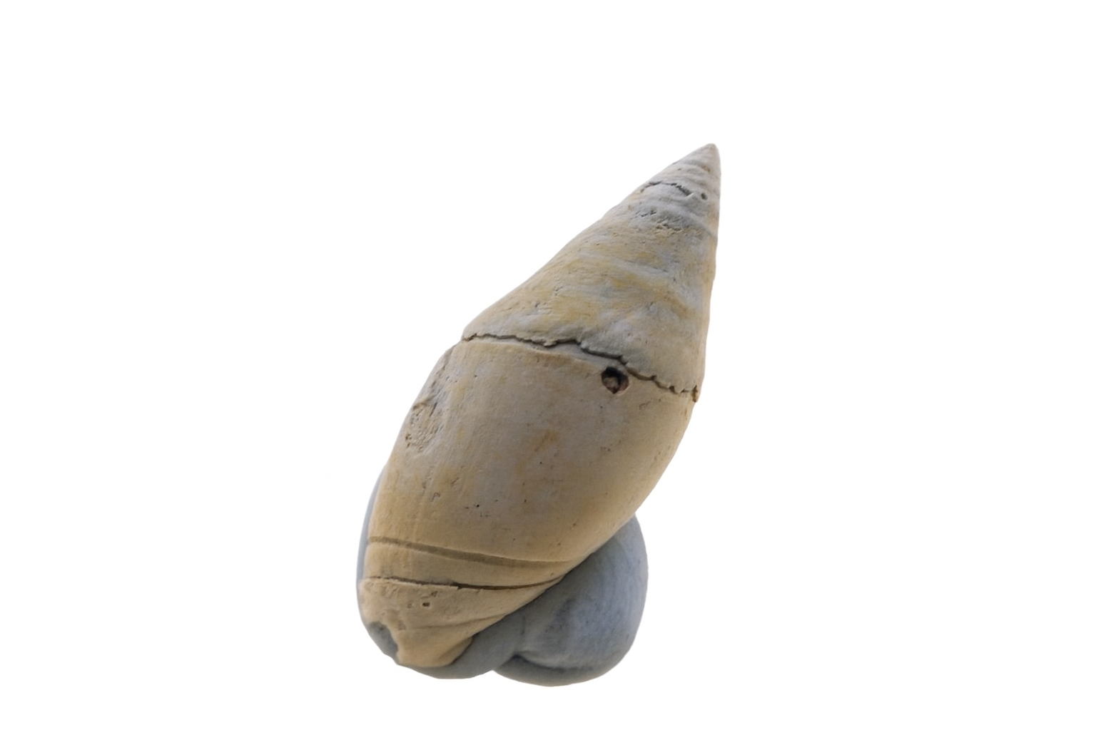 Amalda monilifera