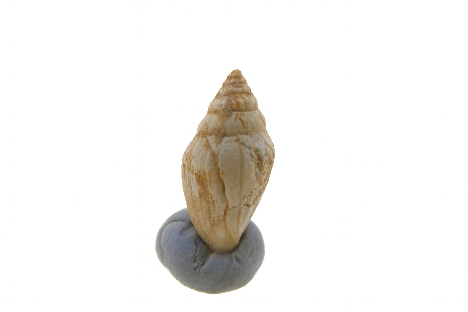 Austromitra pauciplicata