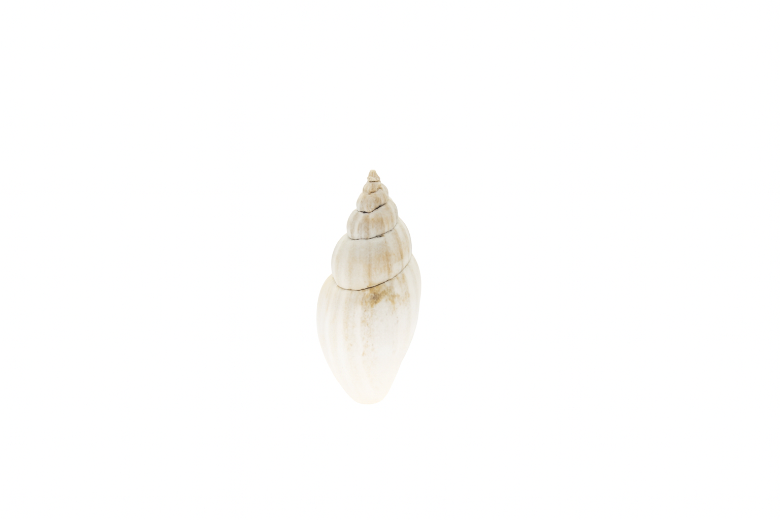Antiguraleus