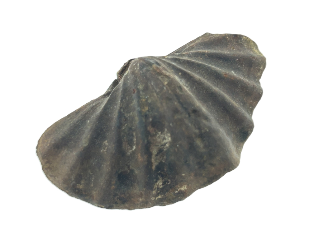 Brachiopods.