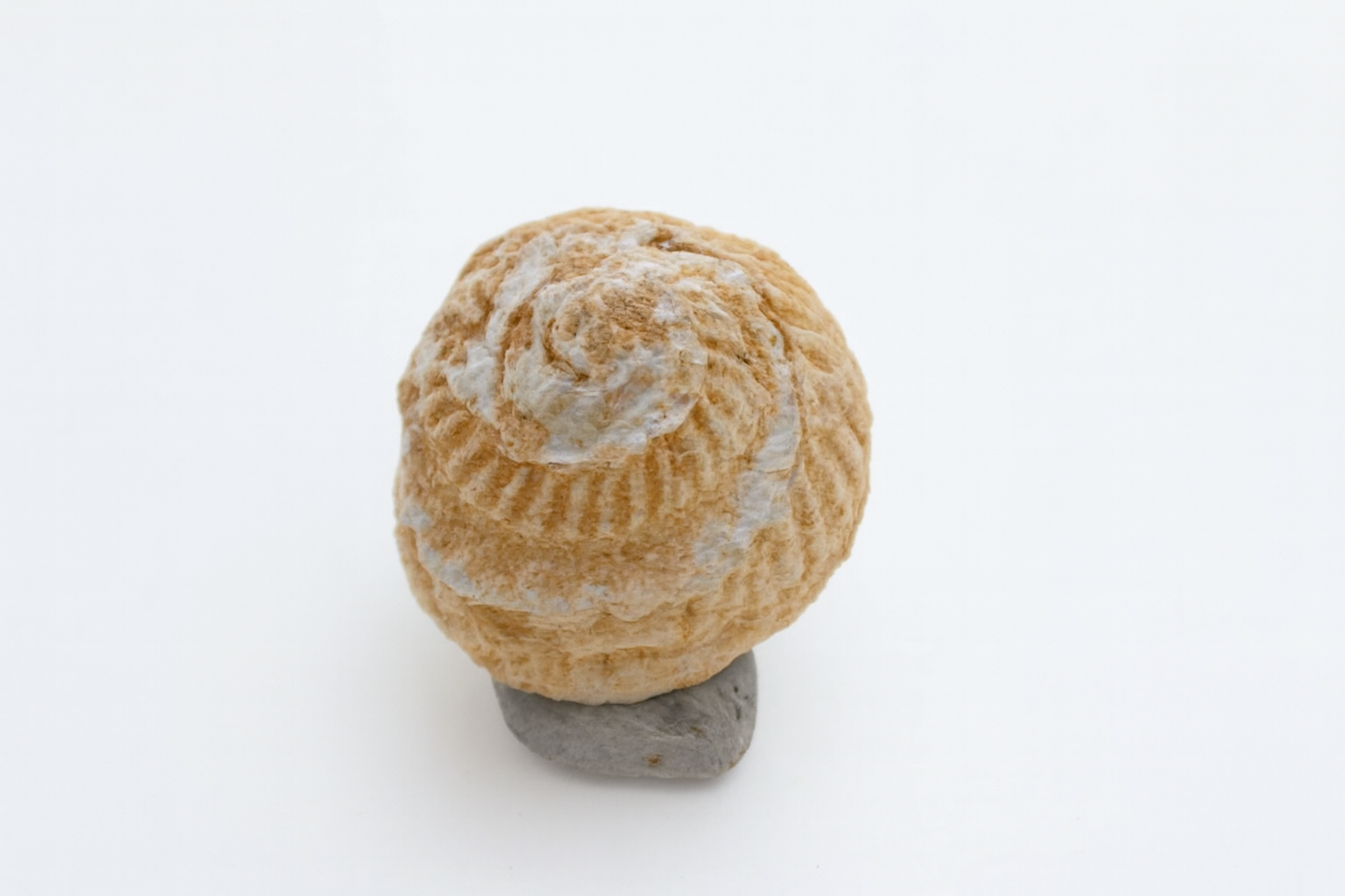 Bembicium aurantium