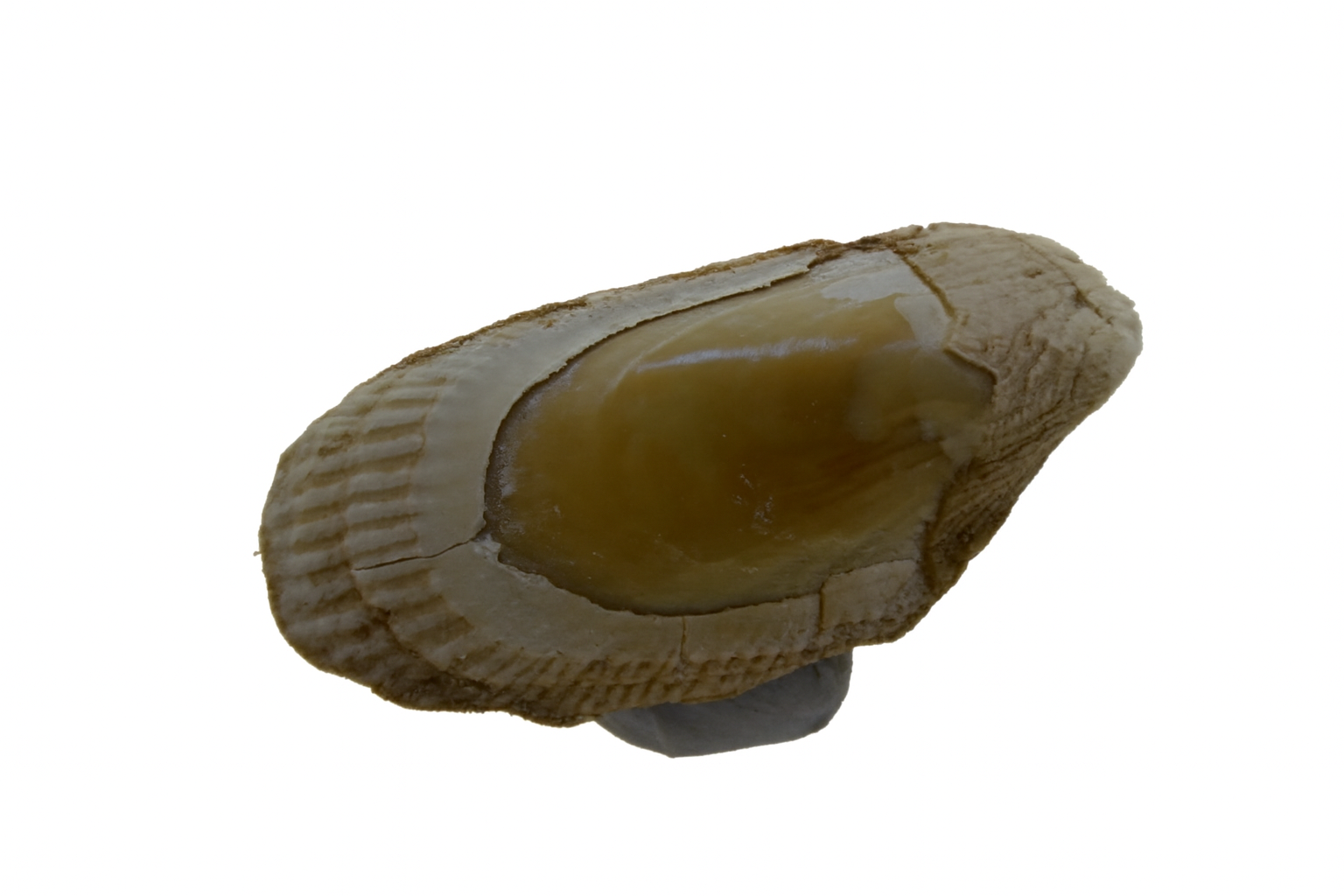 Brachidonites erosus