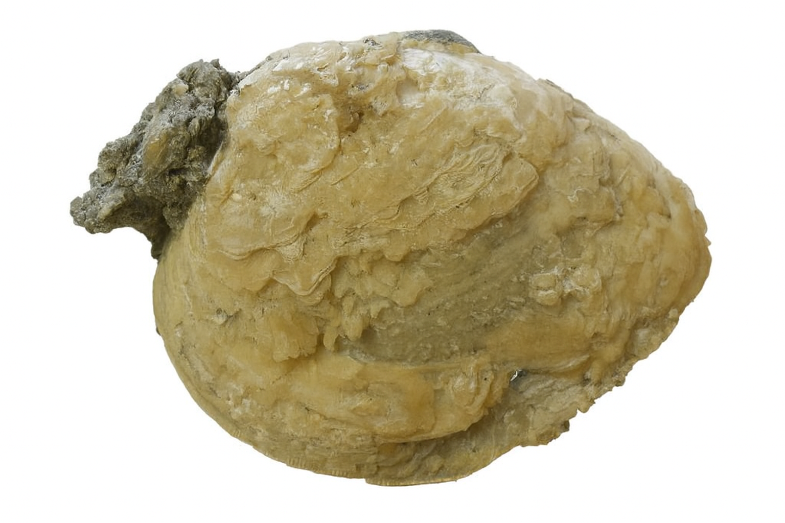 Mercenaria permagna.