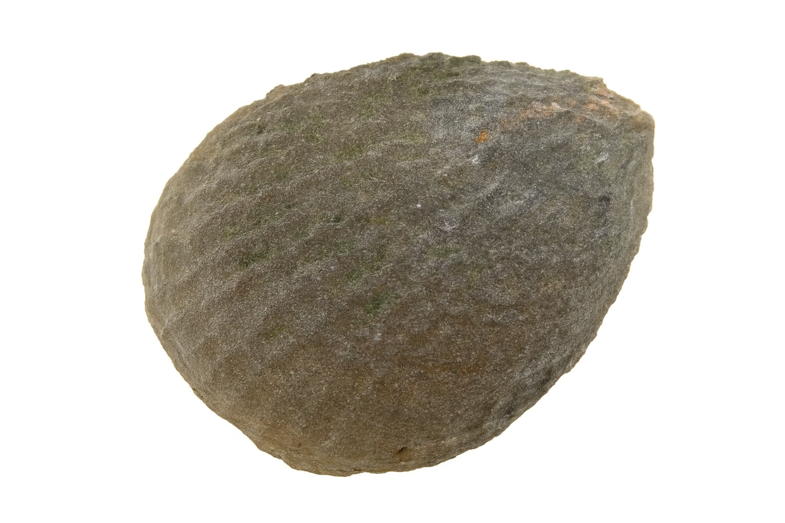 Bivalve.