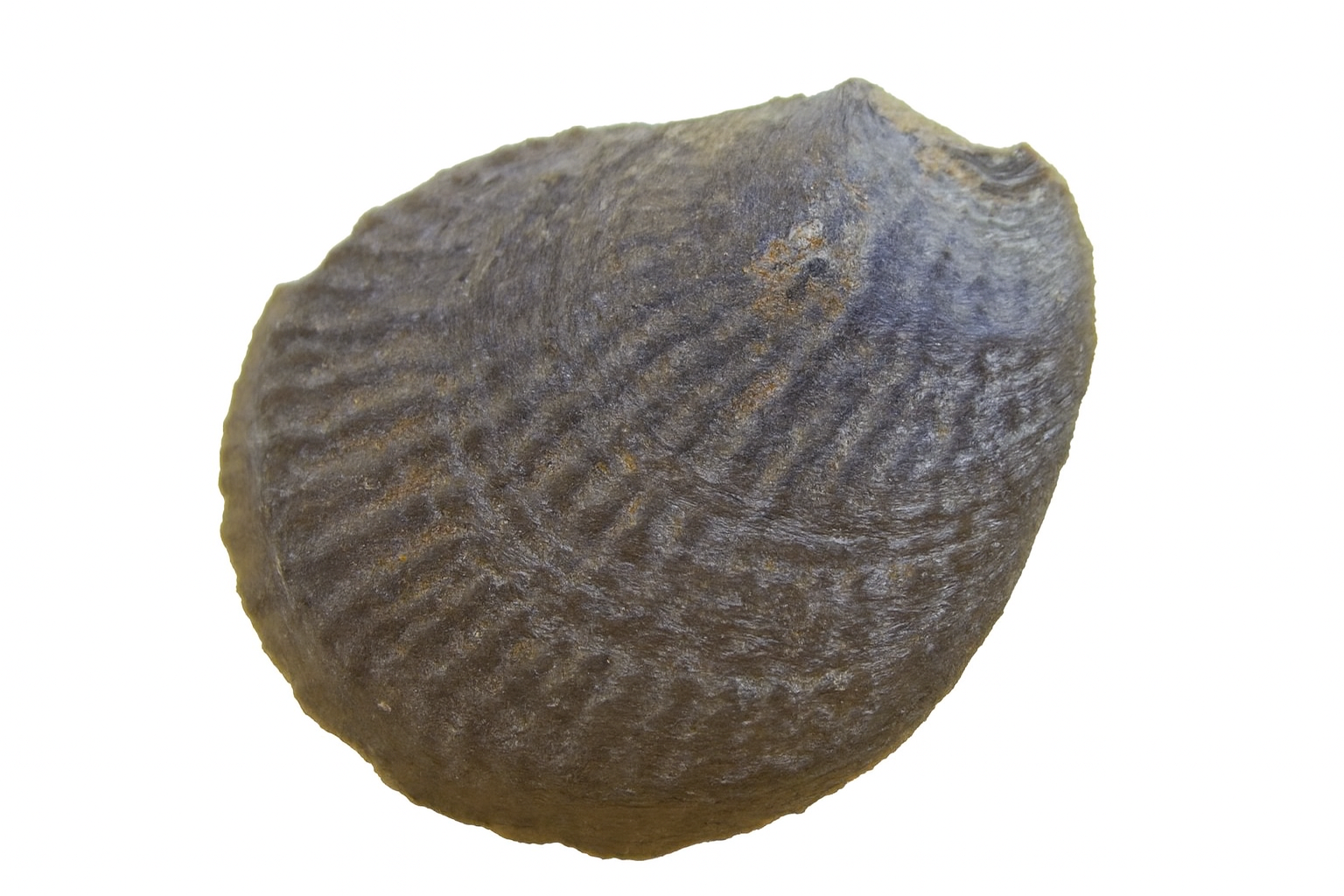 Plicatula.