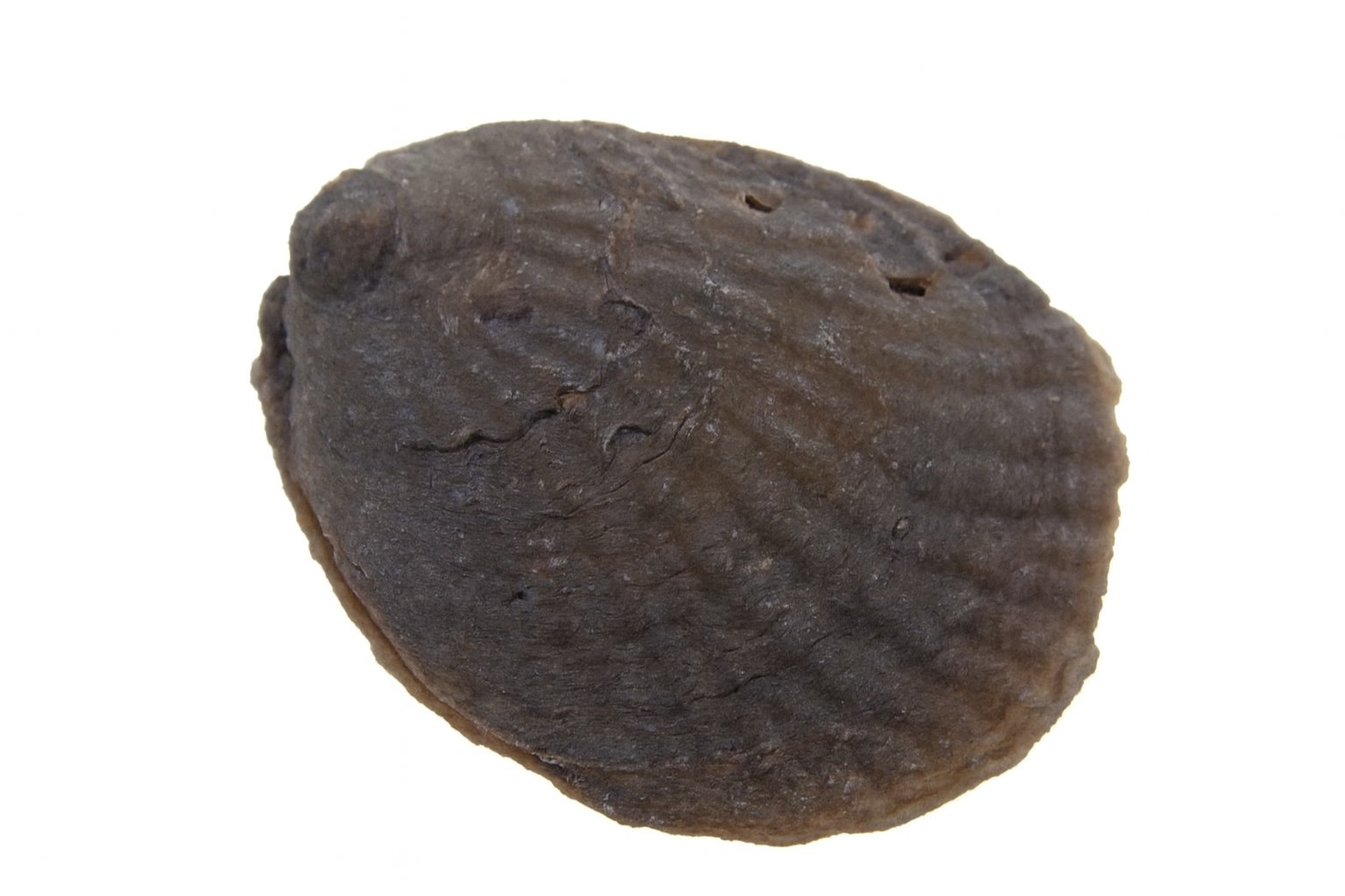 Plicatula.