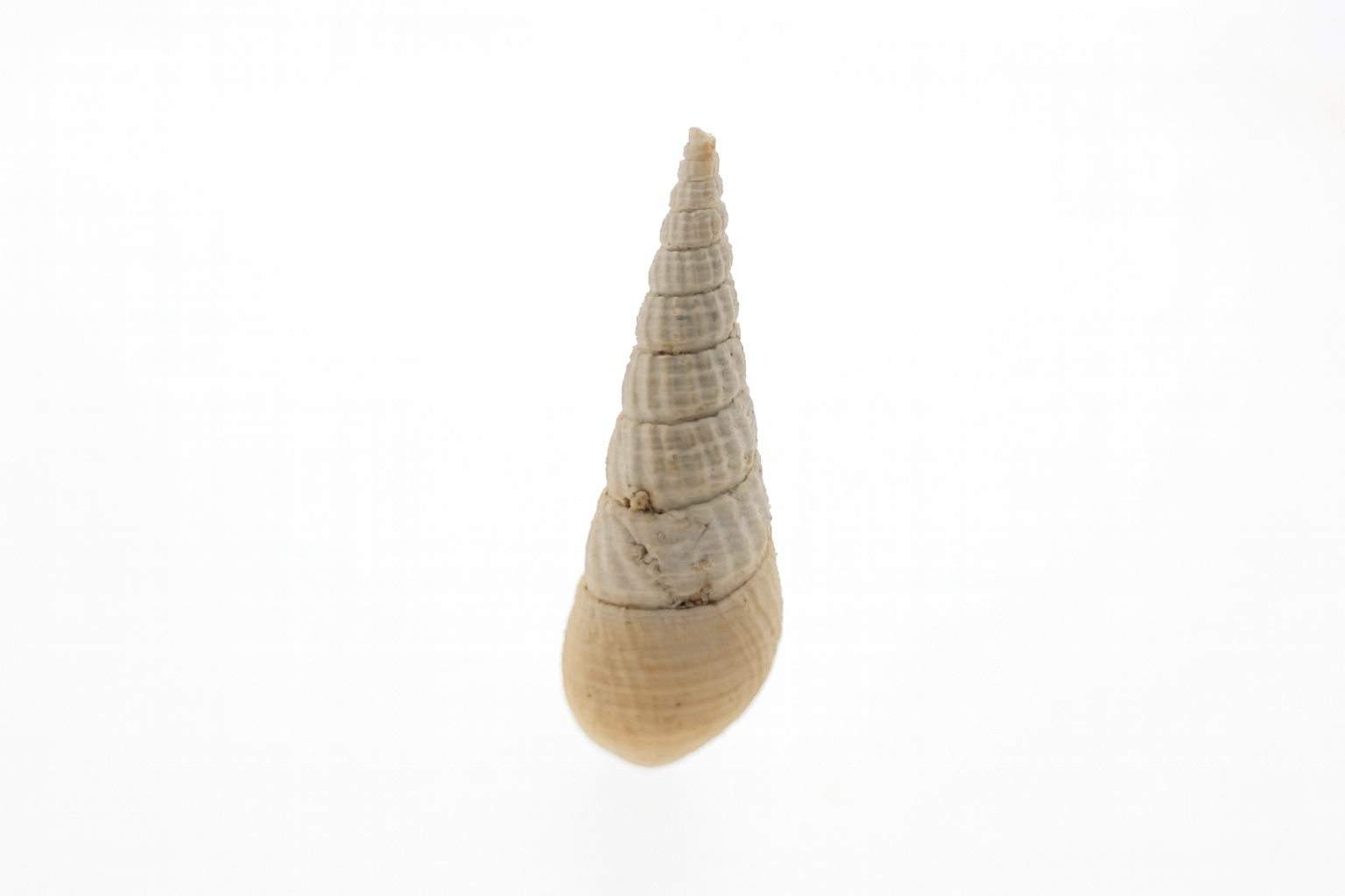 Batillaria nuriensis