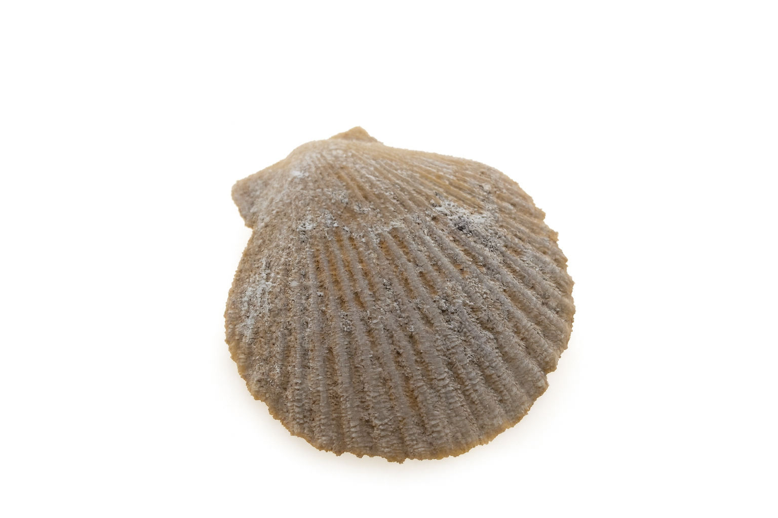 Chlamys asperrimus