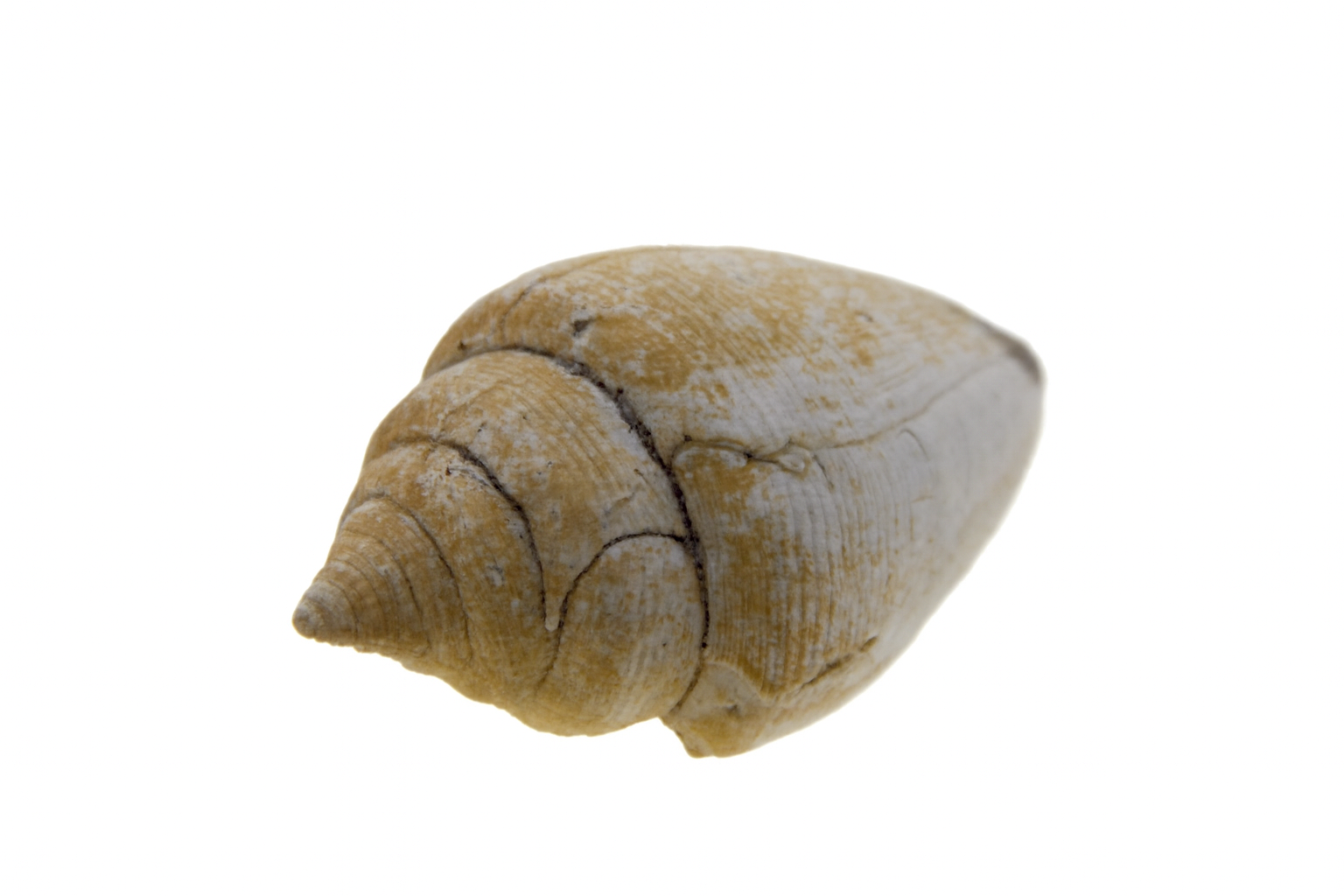 Conus anemone
