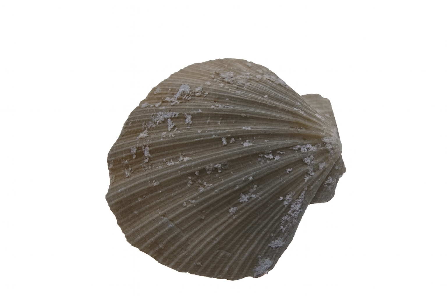 Chlamys bifrons