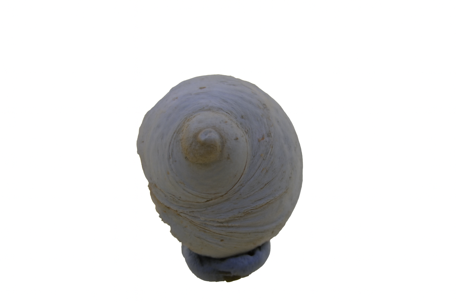 Calyptraea calyptraeaformis