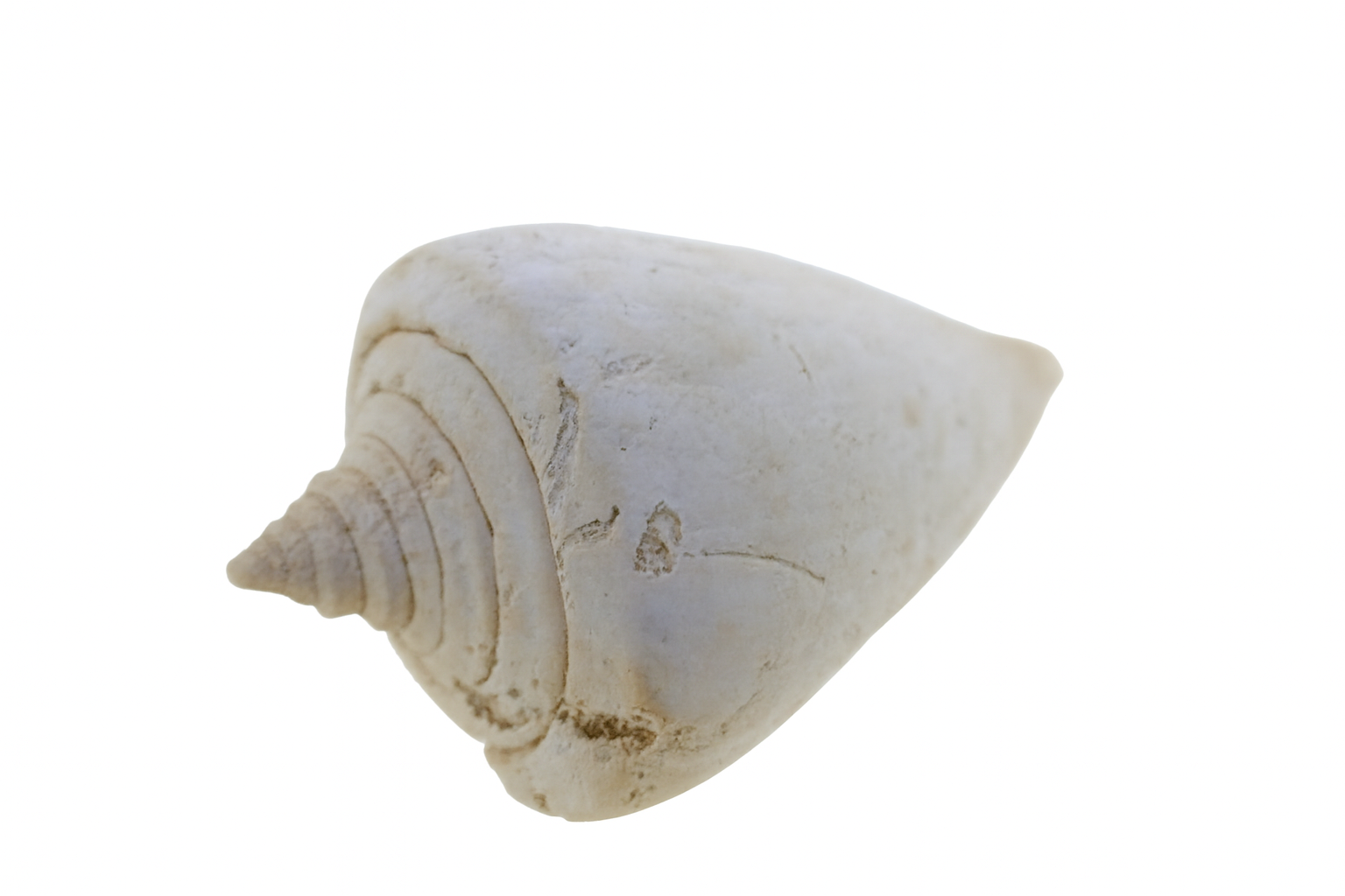 Conus petasus
