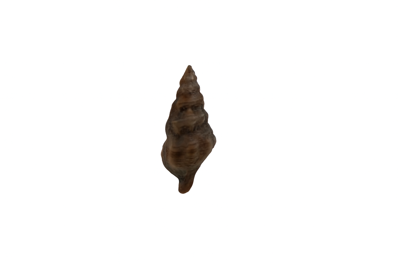 Cymatiella sexcostata.
