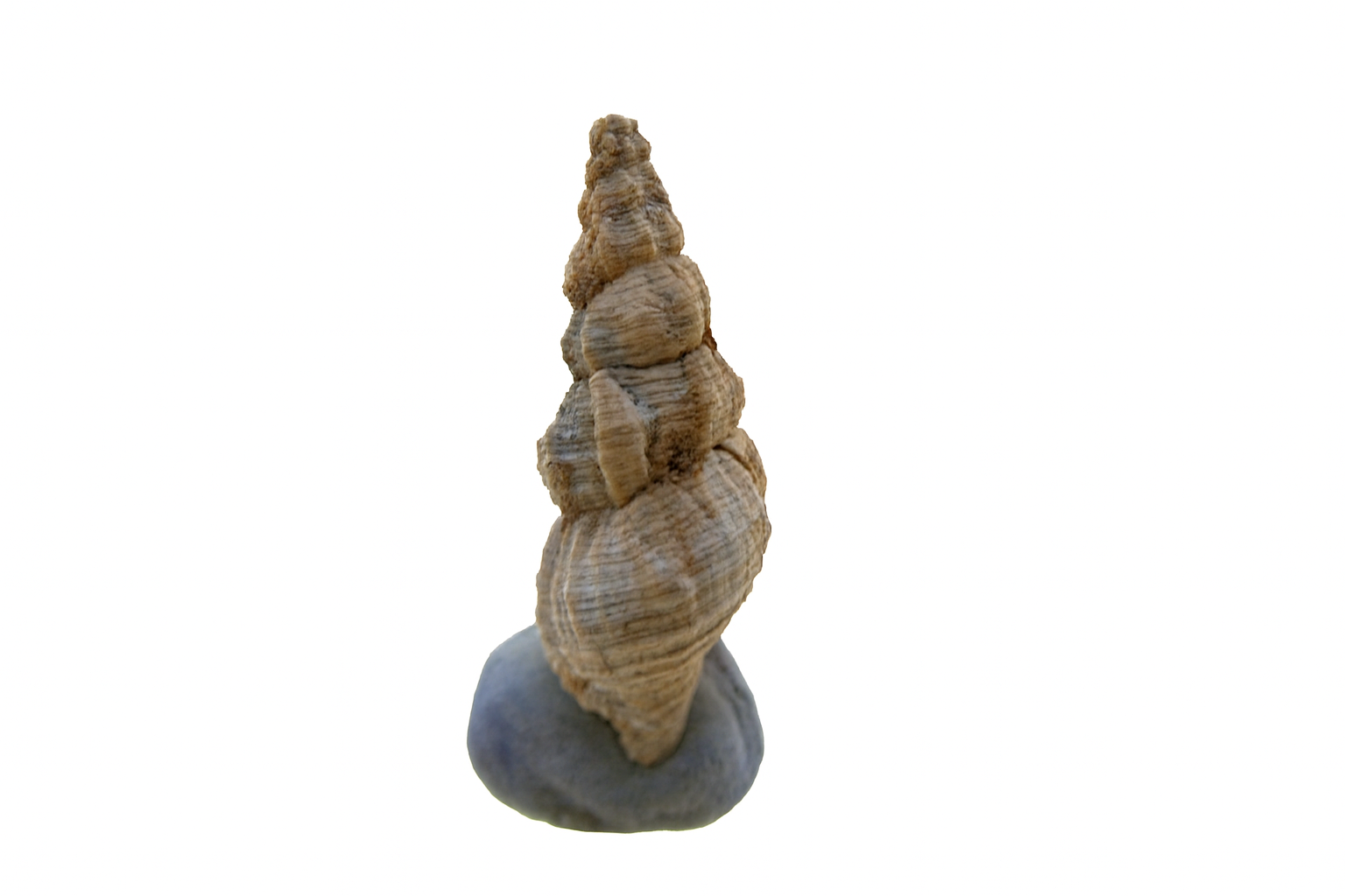 Cymatiella sp.