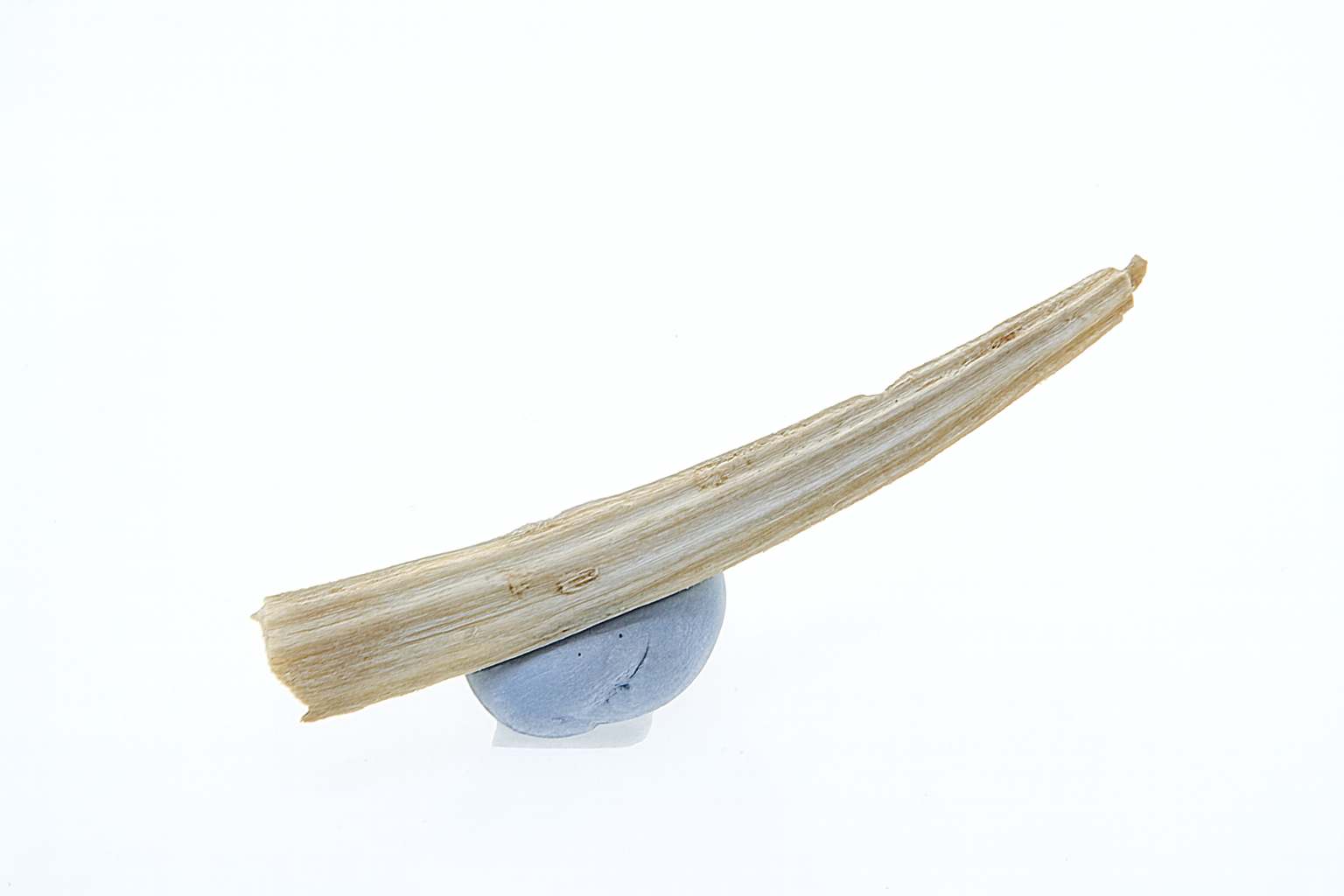 Dentatium latesculatem