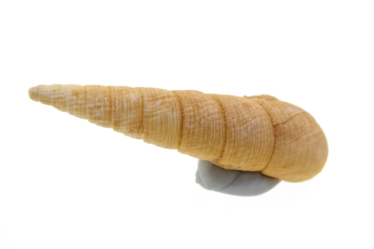 Diastoma melanoides