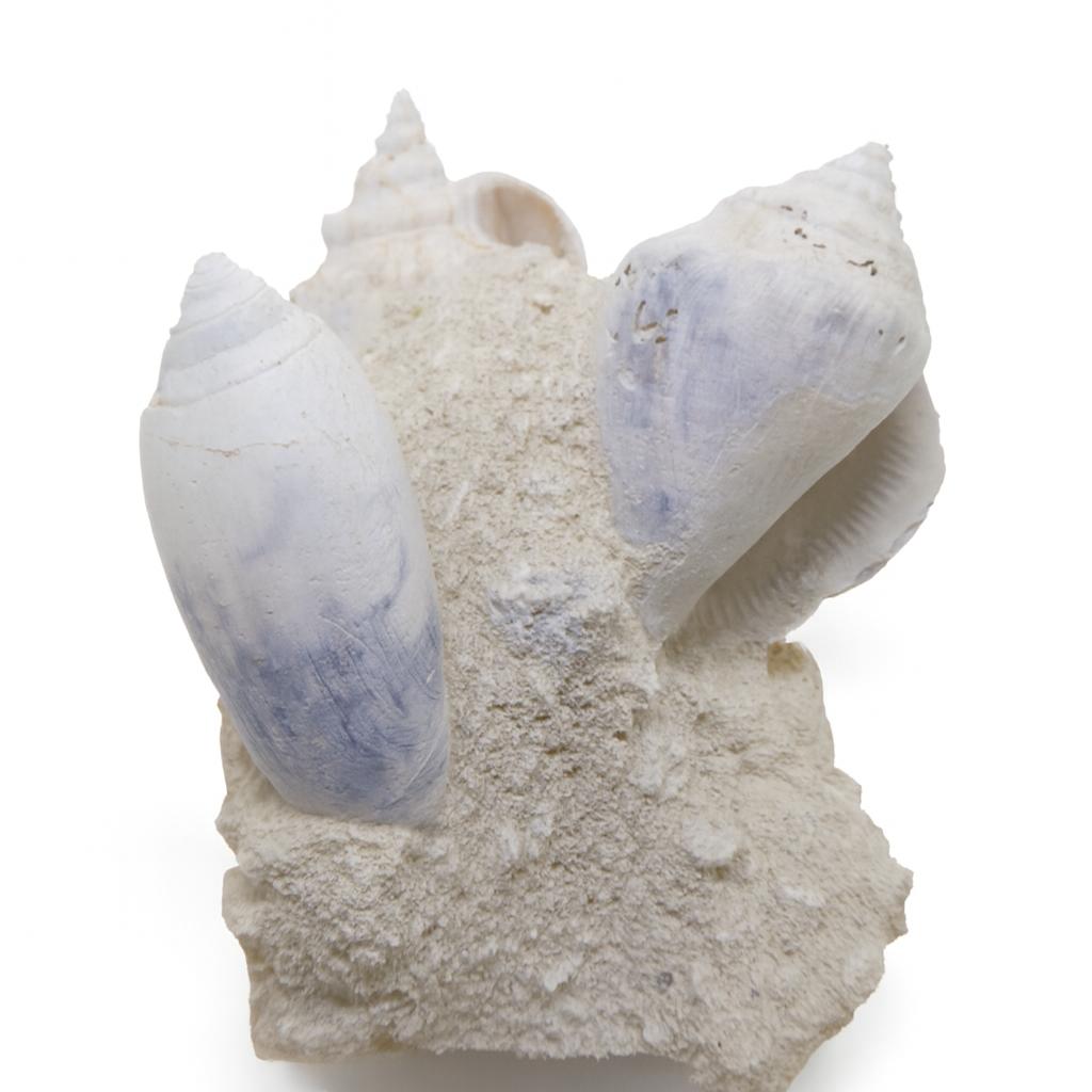 Gastropods