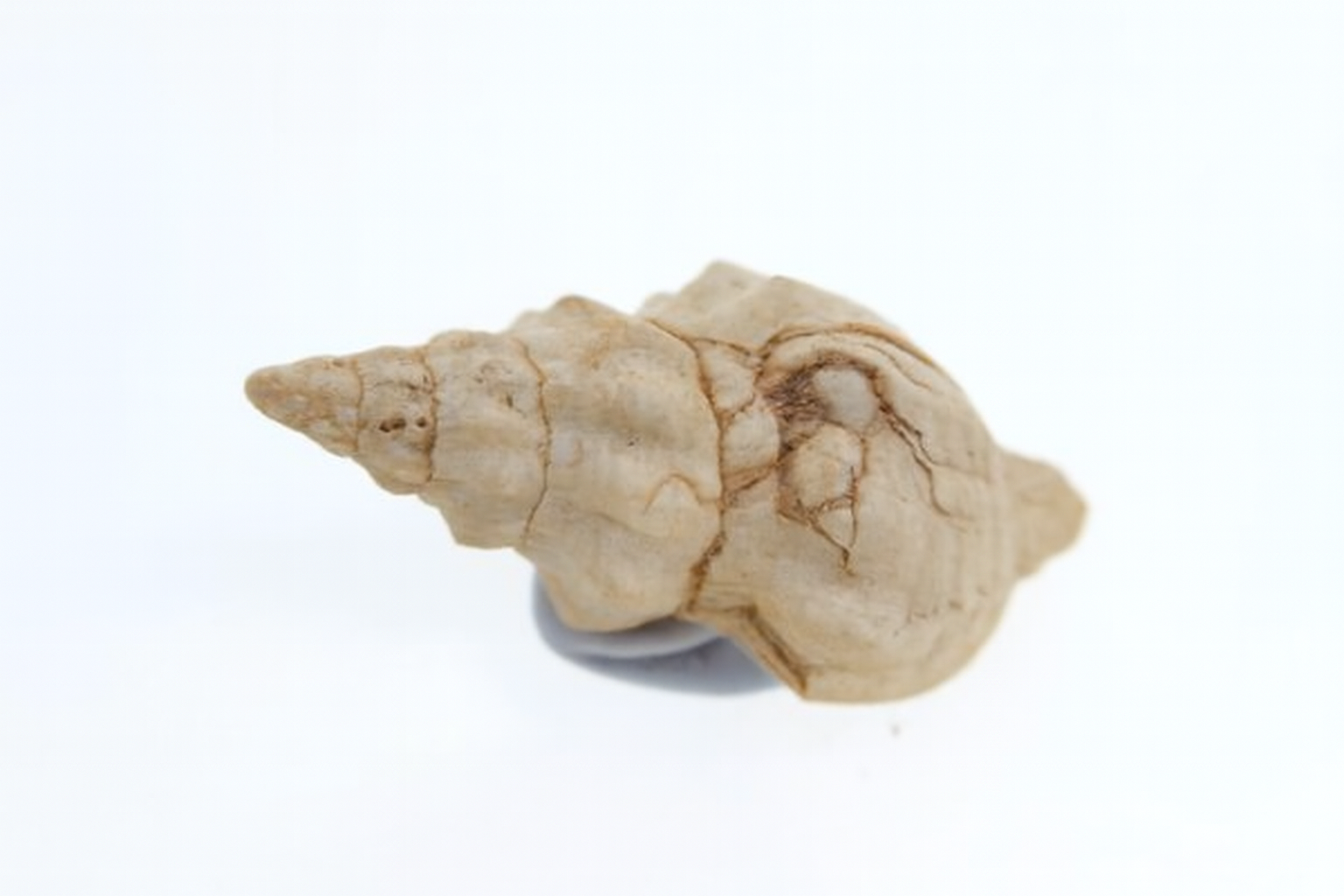 Fusinus australis