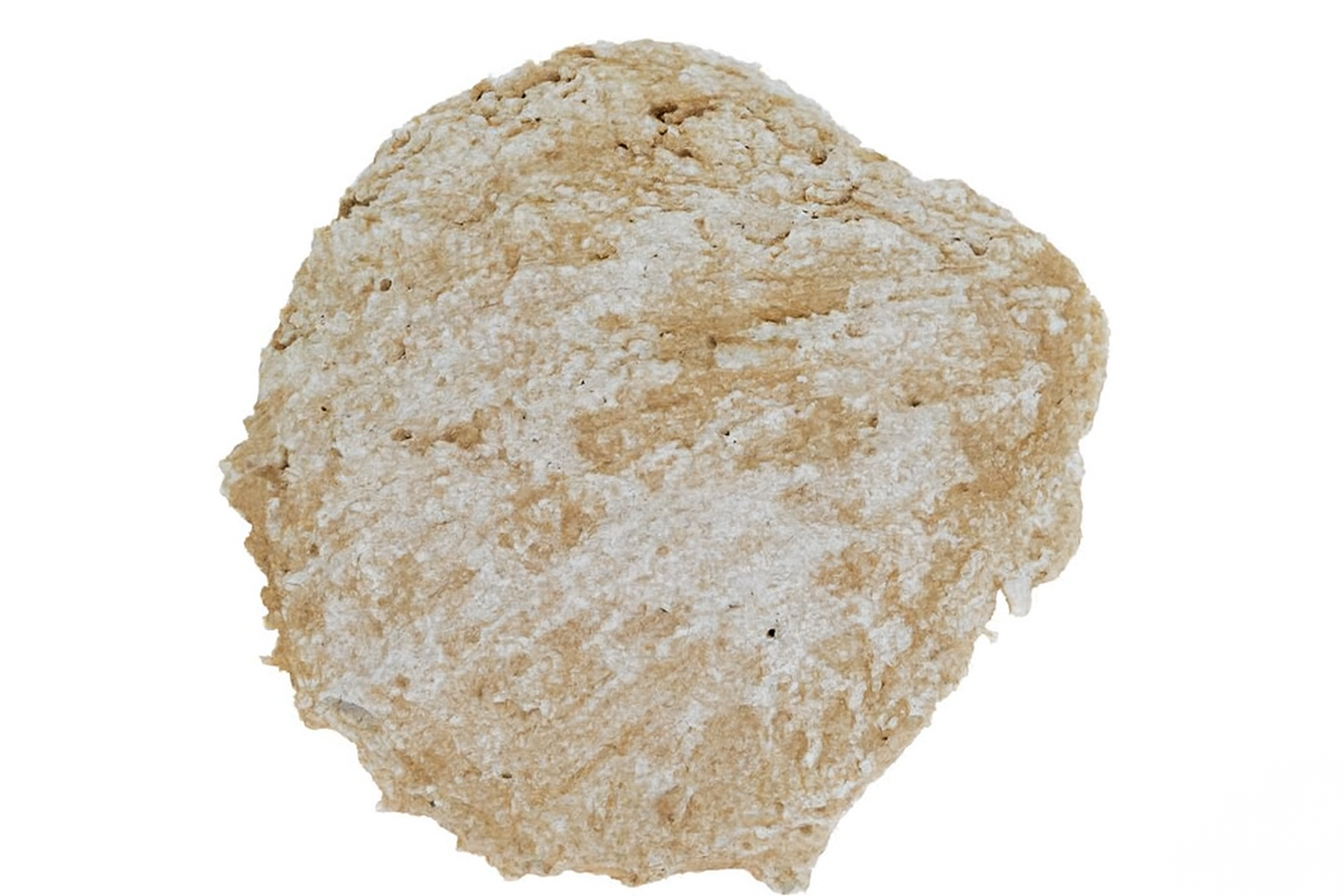 Spondylus spondyloides.