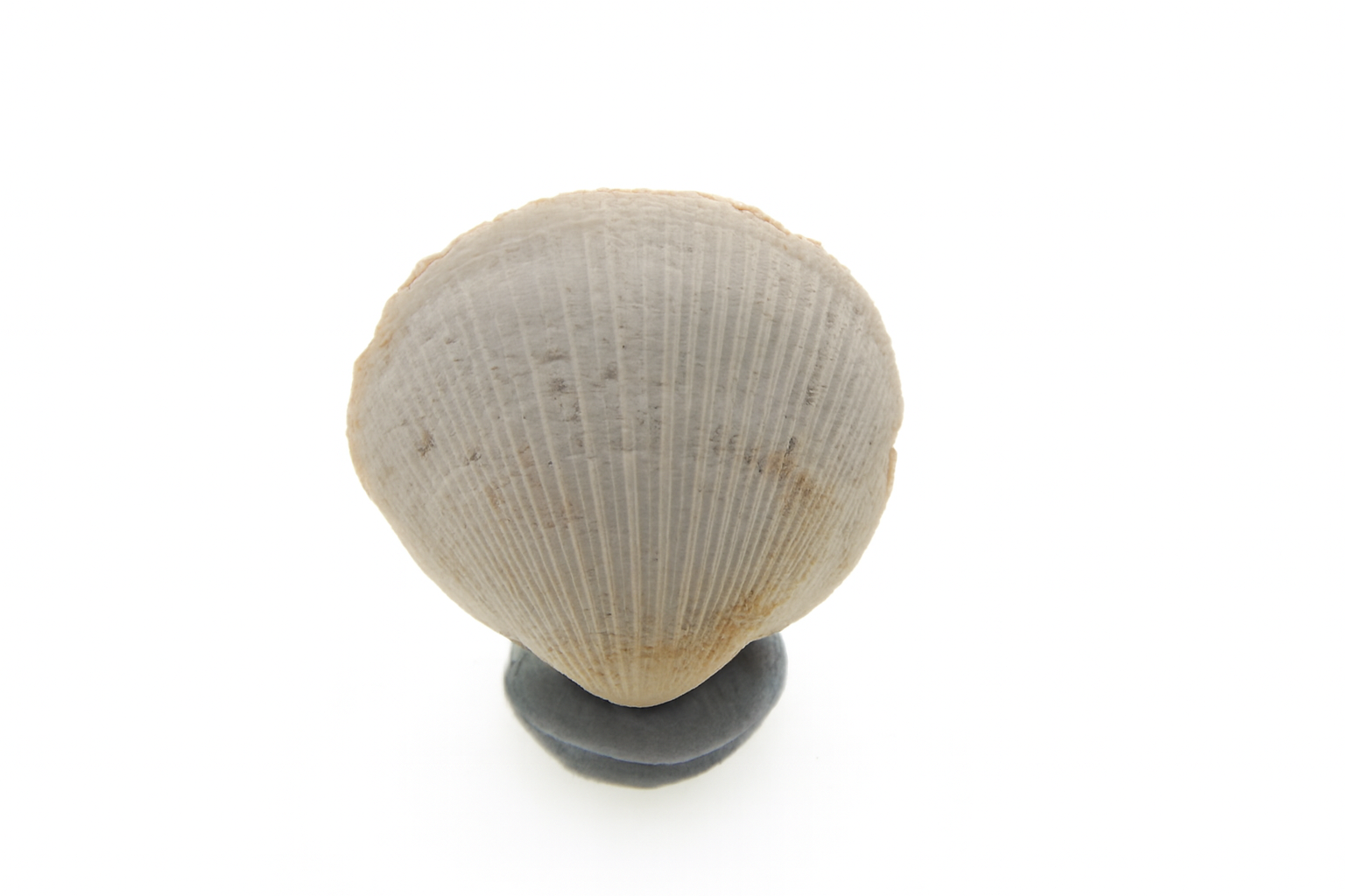 Glycymeris mayi