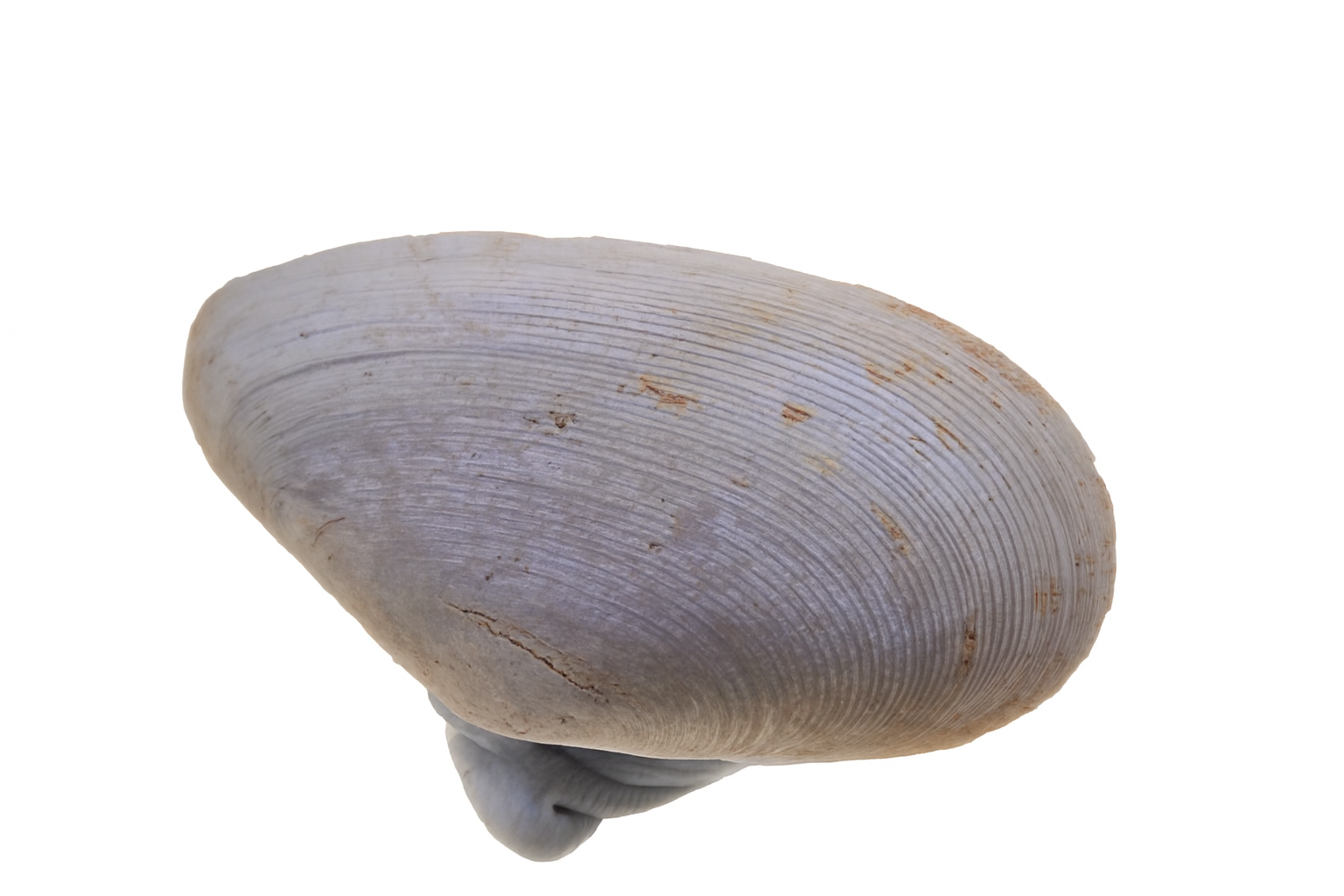 Gari sp.