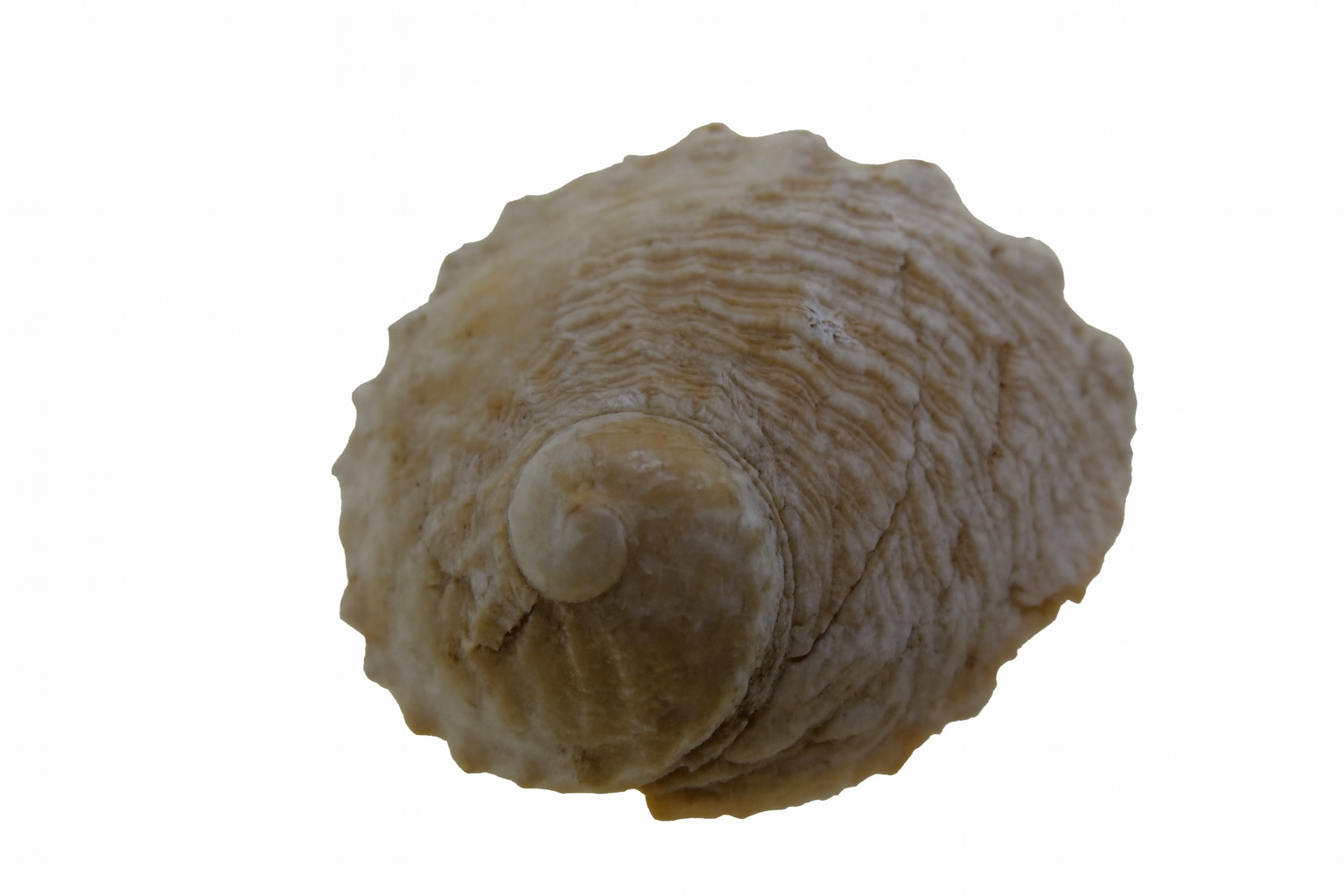 Haliotis cyclobates