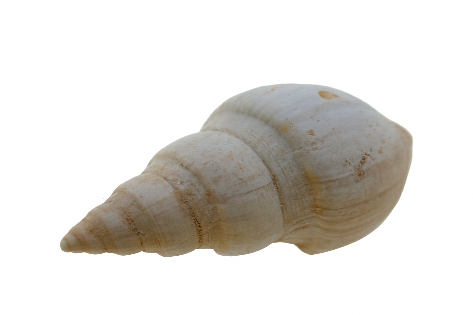 Liratomina adelaidensis